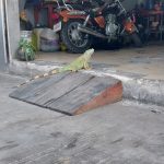 Dirección, horario, teléfono y opiniones de Moto Tecnica Cozumel en Cozumel